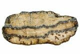 Mammoth Molar Slice With Case - South Carolina #335367-1